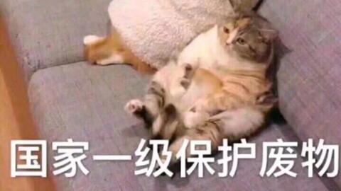 动物表情包搞笑沙雕野生动物