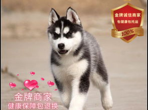 图精品繁殖哈士奇可爱欢乐惹人爱天生表情包可自提上海宠物狗