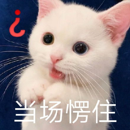 头像表情包丨甜甜的文案没有,只有甜甜的小猫咪