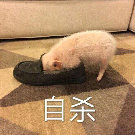 关于猪的搞笑表情包开心得像个小猪仔