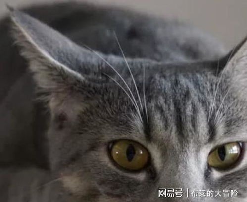 猫咪的飞机耳是一种有趣的表情,通常出现在多种情况下