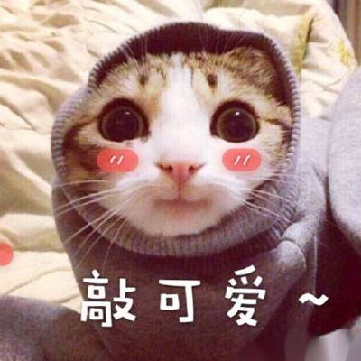 猫咪超级萌超级搞笑带字头像2018最新版徒有一腔孤勇无处安放