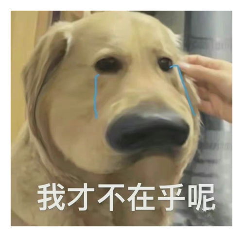 表情包一组有趣的表情包54期