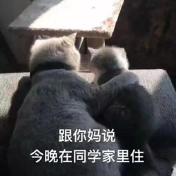 热门斗图表情包大全