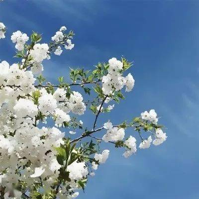 中老年头像大全简单干净风景的微信头像吉利又招财
