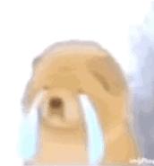 搞笑动物表情包