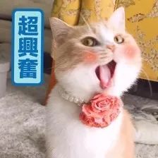 忆百年南大路,做今朝南大人丨校史系列活动之爱的魔力套圈圈召集令