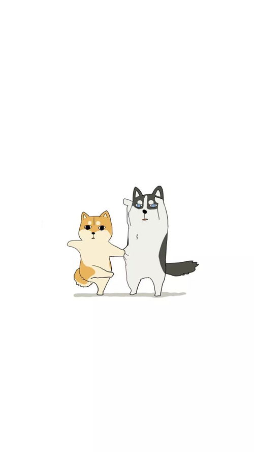 二哈柴犬
