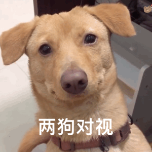 可爱斗图表情包真的没有生气啦