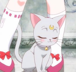 美少女战士猫咪二次元动漫头像少女