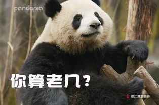 让人一秒变开心的熊猫表情包,你get到了吗