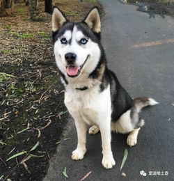 一只爱笑的哈士奇,原来二哈不犯二的时候这么可爱啊