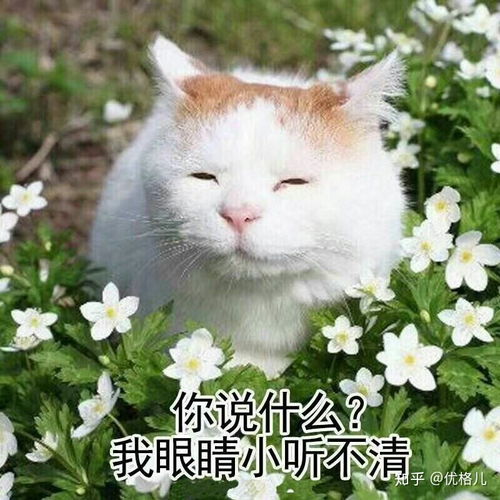 女生给我留言万事胜意什么意思