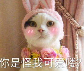 最近超火的聊天专用表情,你是怪我可爱喽