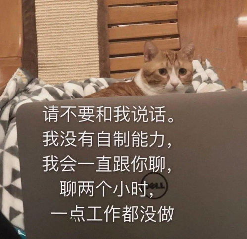 沙雕表情包我看你就是玩不起