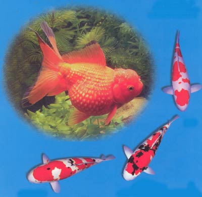 淡水鱼博物馆