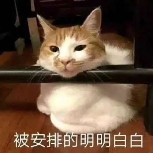 最新表情包图片可爱搞笑,沙雕逗逼融为一体