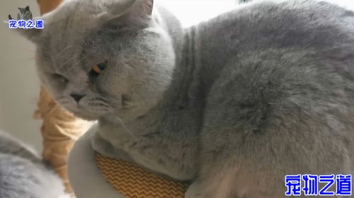 猫咪搞笑表情包公猫
