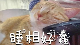 搞笑猫猫表情包橘猫