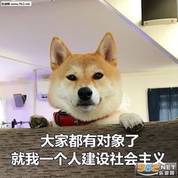 七夕单身狗柴犬图片七夕单身狗表情包柴犬下载乐游网游戏下载