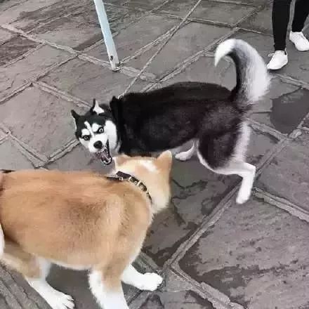 二哈搞笑表情包哈士奇