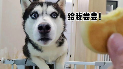 哈士奇吃榴莲0.1秒一个,不给吃还骂人,太搞笑了
