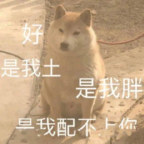 沙雕柴犬表情包
