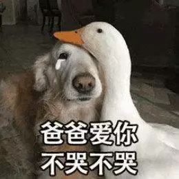 表情包行业竞争太激烈了什么鸡鸭鹅都来了
