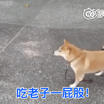 最全微信柴犬表情包大全合集,搞笑斗图贱表情包