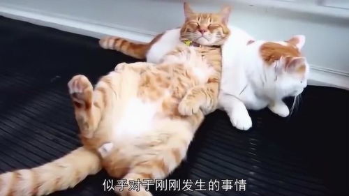橘猫跟白猫玩耍,却突然表情凝固,仔细一看后人们被逗乐了