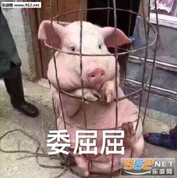 嘿嘿活了活了猪猪表情包只想躺在床上小猪表情包下载乐游网游戏下载