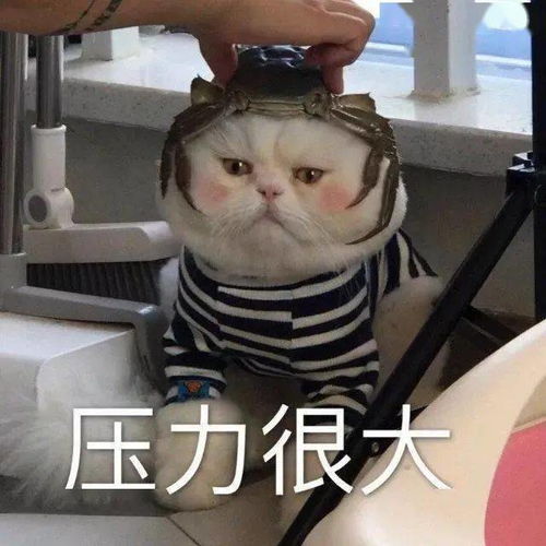 热门沙雕表情包能给我发20块钱红包买个月饼吗