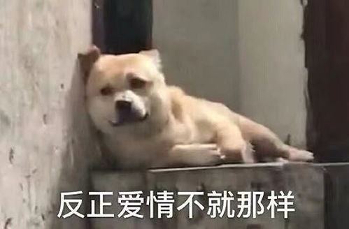 压迫感狗狗表情包