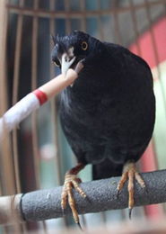 盘点令人捧腹动物烟鬼猴子抽烟酷劲十足
