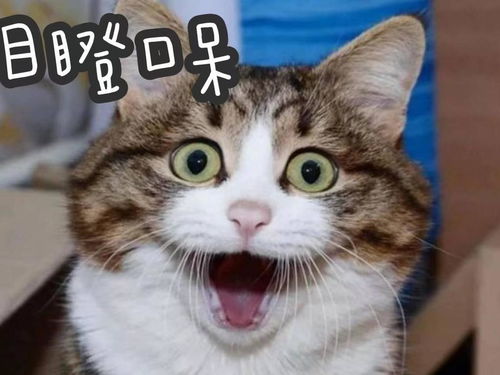 充电图片搞笑表情猫咪