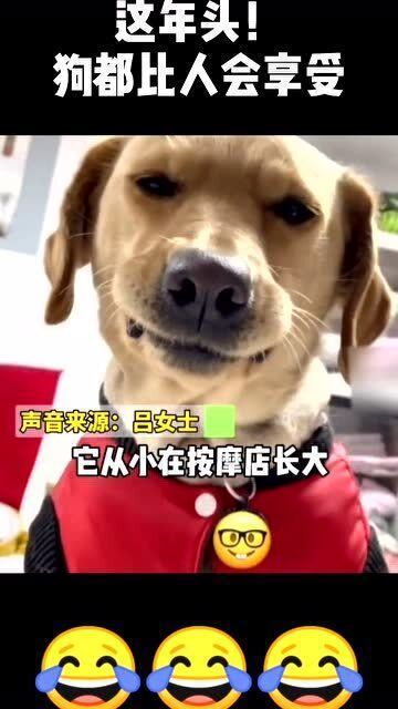 爆笑按摩店长大的狗狗泡脚上瘾,狗子表情亮了
