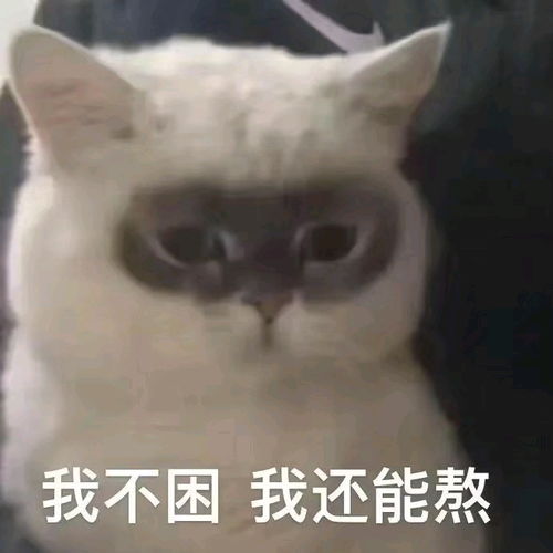 猫猫表情包