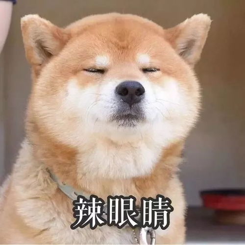 收好了狗年表情包大全有了这些,过年斗图不再怕