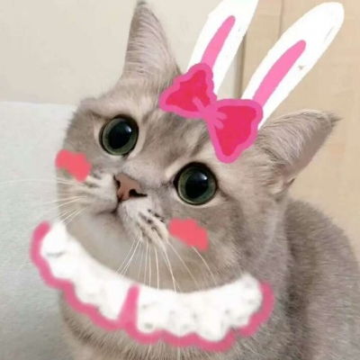 可爱猫咪宠物头像