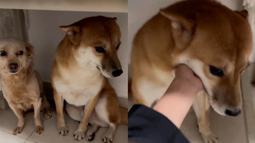 狗子犯错主人质问,左边狗狗先是暗示又假装帮忙,表情心机惹爆笑