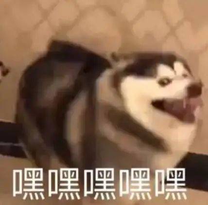 搞笑沙雕表情狗子