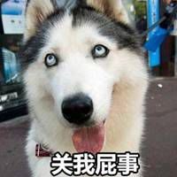 狗狗搞笑表情包带字微信头像图片大全