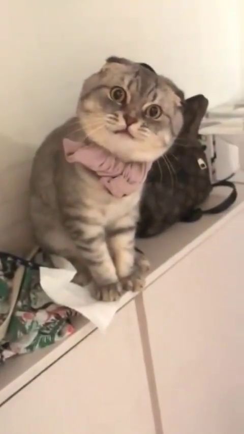 猫咪生气了,表情看起来超凶的
