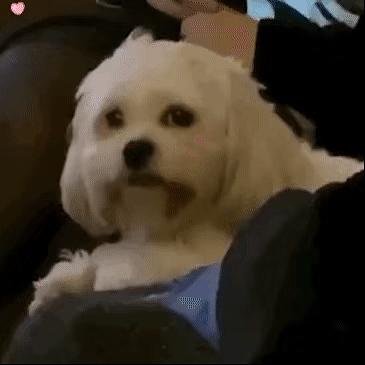 因为吃瓜,看了爱的迫降