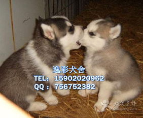 逸彩犬舍广州花都区哪里有卖哈士奇图片广州宠物