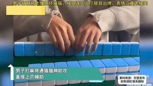 男子打麻将太慢急坏猫猫,接二连三上爪替其出牌,表情认真太搞笑
