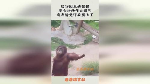 动物园里的猩猩,要食物动作太霸气,看表情竟还委屈上了