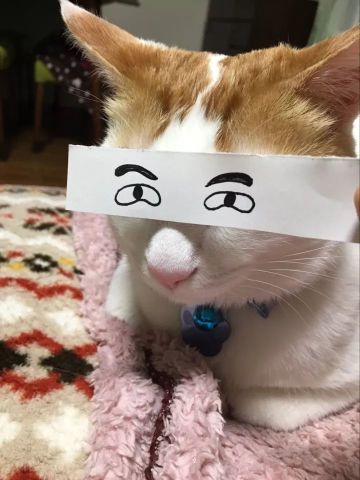 正经猫咪被二货主人带跑偏,睡觉也被恶搞成表情包