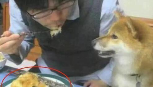 主人在吃狗头蛋糕,狗子看见后表情瞬间凝固