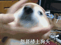 萌贱的汪星人,最逗比的狗狗gif动态图表情包大全,收了